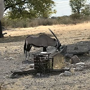 Gemsbok Namibia