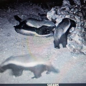 South Africa Trail Cam Pictures African Honey Badger