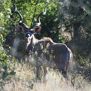 Kudu Zimbabwe