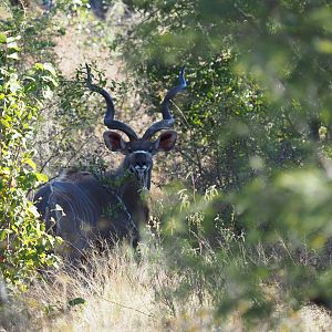 Kudu Zimbabwe