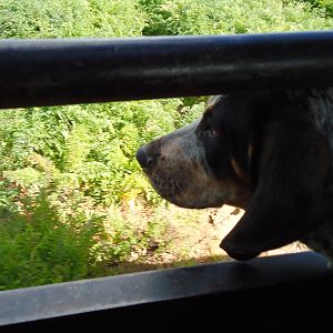 Rigby Older Hunting Dog