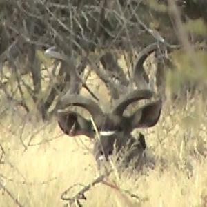 Kudu South Africa