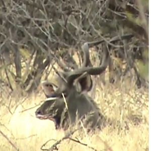 Kudu South Africa