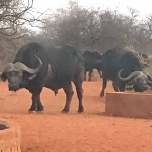 Cape Buffalo South Africa