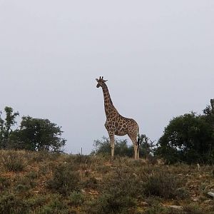 Giraffe South Africa