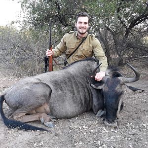 Blue Wildebeest Hunt South Africa