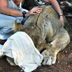 Sedated Lion Mozambique
