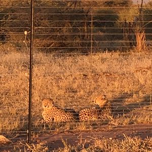 Cheetah Marakele National Park South Africa