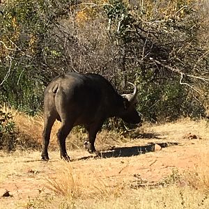 Cape Buffalo South Africa