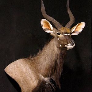 Shoulder Mount Nyala Taxidermy