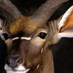 Shoulder Mount Nyala Taxidermy