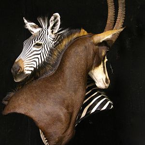 Sable & Zebra Pedestal Custom Base Taxidermy