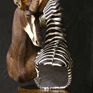 Sable & Zebra Pedestal Custom Base Taxidermy