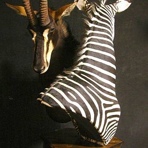 Sable & Zebra Pedestal Custom Base Taxidermy