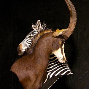 Sable & Zebra Pedestal Custom Base Taxidermy