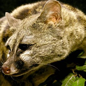 Genet Full Mount Taxidermy