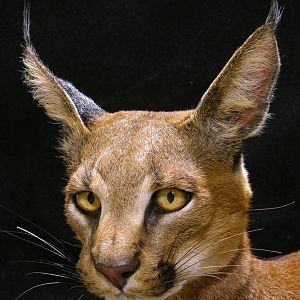 Caracal Full Mount Taxidermy