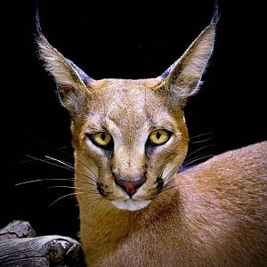 Caracal Full Mount Taxidermy