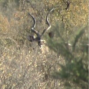 Kudu South Africa