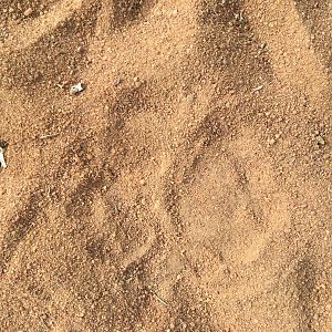 Leopard Track