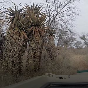 Aloe South Africa