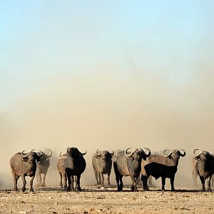 Cape Buffalo Zimbabwe