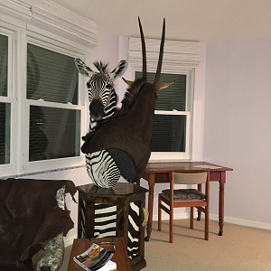 Sable & Hartmann's Mountain Zebra Shoulder Mounts Pedestal