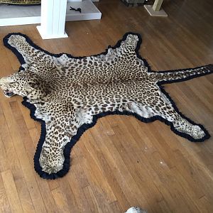 Leopard Skin Rug Taxidermy