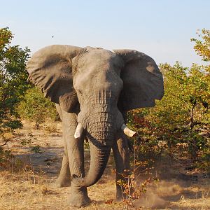 Elephant Botswana