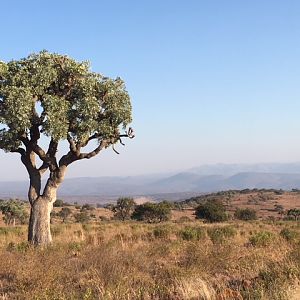 Hunting Area South Africa