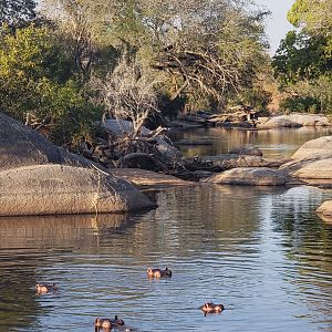 Hippos in river Tanzania