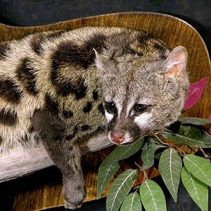 Genet Cat Full Mount Taxidermy