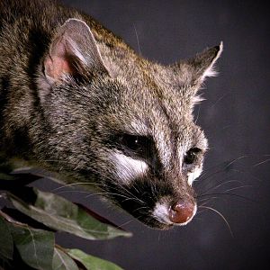 Genet Cat Full Mount Taxidermy