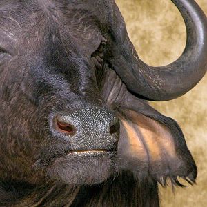 45" & 36"Inch Cape Buffalo Stacked Double Shoulder Mount Pedestal Taxidermy