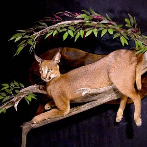 Caracal Full Mount Taxidermy