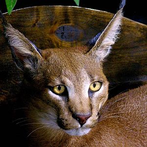 Caracal Full Mount Taxidermy