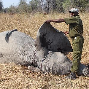 Hunt Tuskless Elephant in Zimbabwe