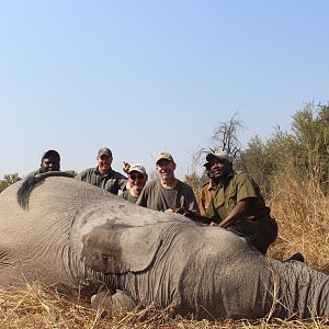 Tuskless Elephant Hunting Zimbabwe