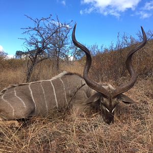 South Africa Hunting Kudu