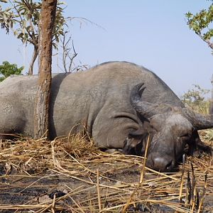 Hunt West African Savanna Buffalo in Burkina Faso