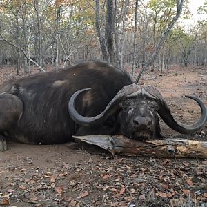 Buffalo Hunt