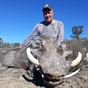 Hunt Warthog in South Africa