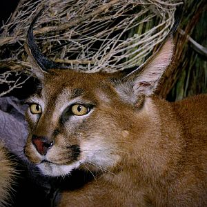 Caracal & Springhare Full Mount Taxidermy