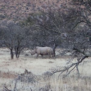 White Rhino in South Africa