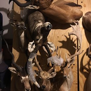 Moving 65 Trophy Mounts Taxidermy