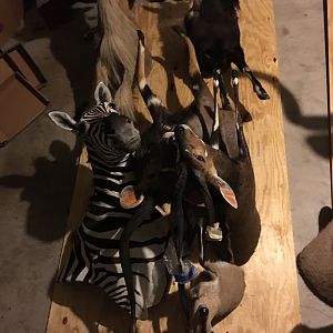 Moving 65 Trophy Mounts Taxidermy