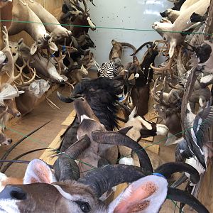 Moving 65 Trophy Mounts Taxidermy
