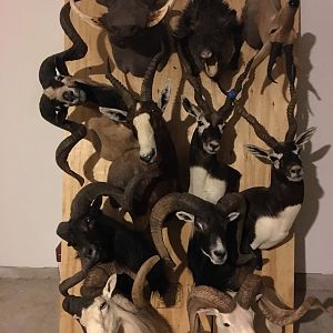 Moving 65 Trophy Mounts Taxidermy