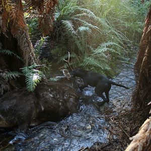 Sambar Deer Hunting in Australia