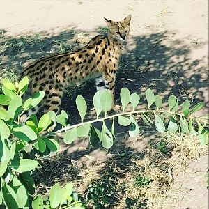 Serval Cat South Africa